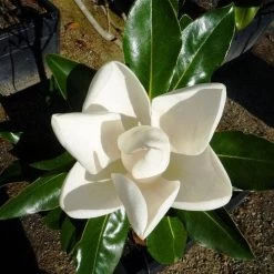 Magnolia Little Gem -Eco Garden Shop 0 2