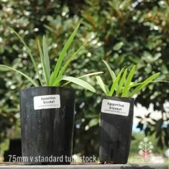 Agapanthus Snowball - 75mm BIGGER Size 5 Agapanthus Snowball - 75mm BIGGER Size -Eco Garden Shop 75mm v 42mm pots