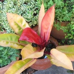 Philodendron Prince Of Orange 13 Philodendron Prince Of Orange -Eco Garden Shop acalypha godseffiana coprosma marble queen philo prince of orange fuchsia magellanica aurea flickr cultiva413