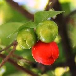 Malpighia Pixie - Acerola -Eco Garden Shop acerola fruits 1
