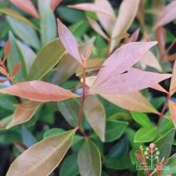 Acmena Hemilampra - Blush Satinash -Eco Garden Shop acmena hemilampra new leaf colour