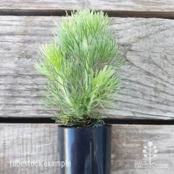 Adenanthos - Woolly Bush -Eco Garden Shop adenanthos sericea tube