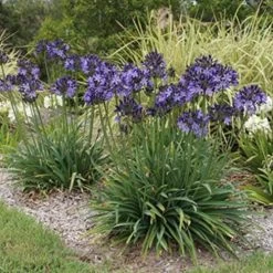 Agapanthus Buccaneer -Eco Garden Shop agapanthus buccaneer 1