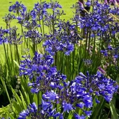 Agapanthus Purple Cloud -Eco Garden Shop agapanthus hyperblue planting