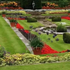 Agapanthus Black Magic -Eco Garden Shop agapanthus pots stately home