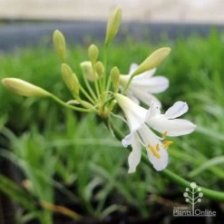 Agapanthus Silver Baby -Eco Garden Shop agapanthus silver baby flowering