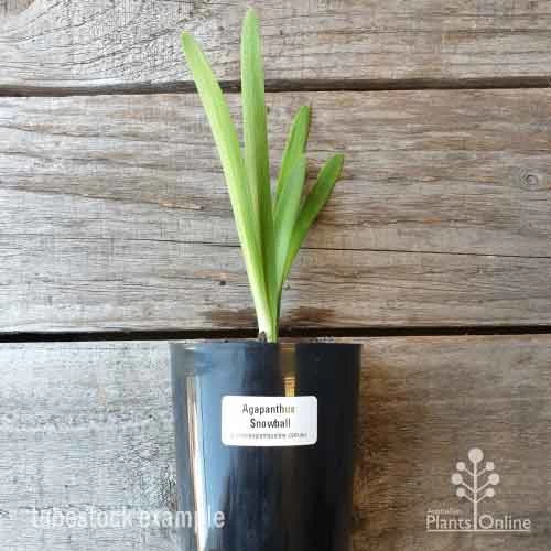 Agapanthus Snowball - 75mm BIGGER Size 1 Agapanthus Snowball - 75mm BIGGER Size
