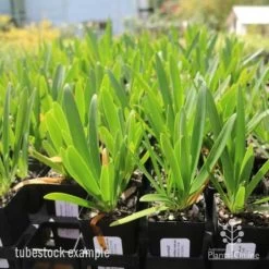 Agapanthus Snowball -Eco Garden Shop agapanthus snowball tube 1
