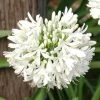 Agapanthus Snowball