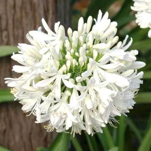 Agapanthus Snowball - 75mm BIGGER Size 2 Agapanthus Snowball - 75mm BIGGER Size - Image 2
