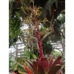 Eco Garden Shop -Eco Garden Shop alcantarea imperialis rubra flowering flickr cultivar413