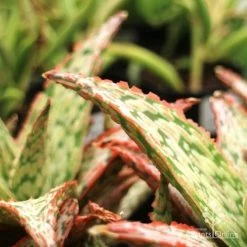 Aloe Pink Blush - Succulent -Eco Garden Shop aloe pink blush leaf closeup