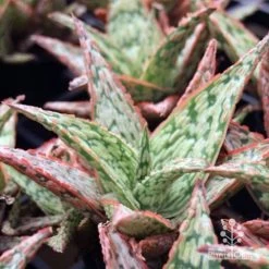 Aloe Pink Blush - Succulent -Eco Garden Shop aloe pink blush tubes