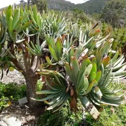Aloe Plicatilis - Fan Aloe - Succulent 17 Aloe Plicatilis - Fan Aloe - Succulent -Eco Garden Shop aloe plicatilis flickr bernard dupont