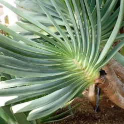 Aloe Plicatilis - Fan Aloe - Succulent 14 Aloe Plicatilis - Fan Aloe - Succulent -Eco Garden Shop aloe plicatilis flickr jesus cabrera 1