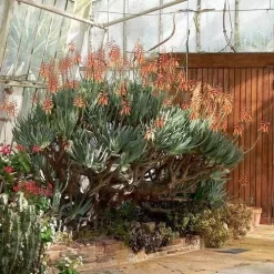 Aloe Plicatilis - Fan Aloe - Succulent 15 Aloe Plicatilis - Fan Aloe - Succulent -Eco Garden Shop aloe plicatilis flickr laurent houmeau