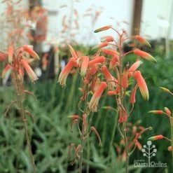 Aloe Quicksilver - Succulent -Eco Garden Shop aloe quicksilver flower