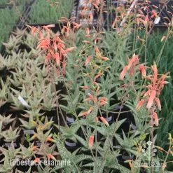 Aloe Quicksilver - Succulent -Eco Garden Shop aloe quicksilver tubestock flowering