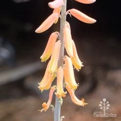 Aloe Vera - Succulent -Eco Garden Shop aloe vera flowers nursery