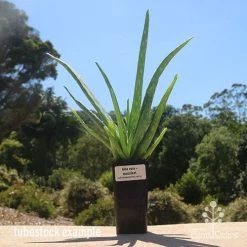 Aloe Vera - Succulent