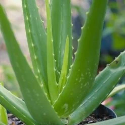 Aloe Vera - Succulent -Eco Garden Shop aloe vera 500