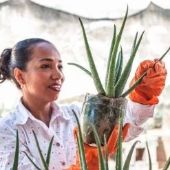 Aloe Vera - Succulent -Eco Garden Shop aloe growing