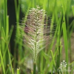 Pennisetum Alopecuroides - Swamp Fountain Grass -Eco Garden Shop alopec new seedhead