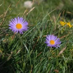 Aster Alpine Mix - Seed 10 Aster Alpine Mix - Seed -Eco Garden Shop alpine aster mauve