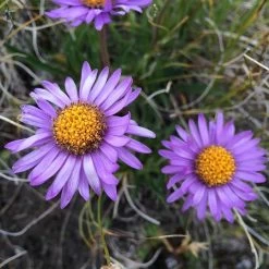 Aster Alpine Mix - Seed 11 Aster Alpine Mix - Seed -Eco Garden Shop alpine aster mauve2