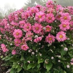 Anemone Fall In Love Sweetly- Japanese Anemone -Eco Garden Shop anemone fall in sweetly plant