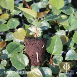 Anthurium White Winner 17 Anthurium White Winner -Eco Garden Shop anthurium plug 7