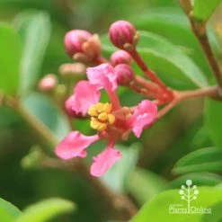 Malpighia Pixie - Acerola -Eco Garden Shop apo acerola flower