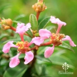 Malpighia Pixie - Acerola -Eco Garden Shop apo acerola flowers