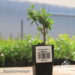 Malpighia Pixie - Acerola -Eco Garden Shop apo acerola malpighia tubestock