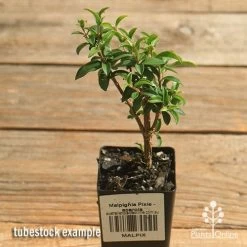 Malpighia Pixie - Acerola -Eco Garden Shop apo acerola malpighia tubestock top
