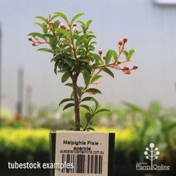 Malpighia Pixie - Acerola -Eco Garden Shop apo acerola tubestock