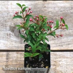 Malpighia Pixie - Acerola -Eco Garden Shop apo acerola tubestock top