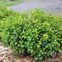 Acmena Allyn Magic -Eco Garden Shop apo acmena allyn magic green phase