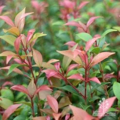 Acmena Allyn Magic -Eco Garden Shop apo acmena allyn magic pink tips