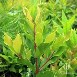 Acmena Hemilampra - Blush Satinash -Eco Garden Shop apo acmena hemilampra growing