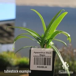 Eco Garden Shop -Eco Garden Shop apo agapanthus black magic tubestock2