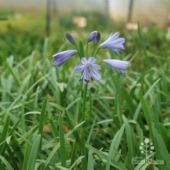 Agapanthus Streamline -Eco Garden Shop apo agapanthus streamline plant