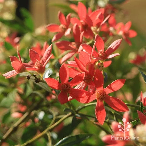 Ceratopetalum Alberys Red - Christmas Bush 2 Ceratopetalum Alberys Red - Christmas Bush - Image 2