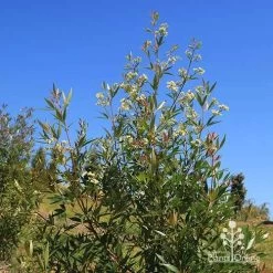 Ceratopetalum Alberys Red - Christmas Bush 36 Ceratopetalum Alberys Red - Christmas Bush -Eco Garden Shop apo alberys red flowering sept