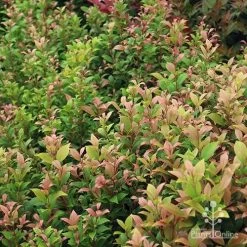 Acmena Allyn Magic -Eco Garden Shop apo allyn magic green pink phase