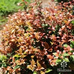 Eco Garden Shop -Eco Garden Shop apo allyn magic pink phase