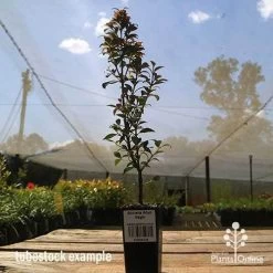 Acmena Allyn Magic -Eco Garden Shop apo allyn magic tubestoc kside