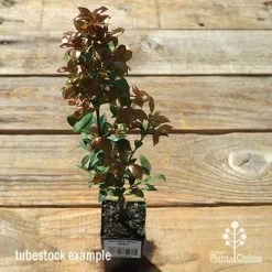 Acmena Allyn Magic -Eco Garden Shop apo allyn magic tubestock