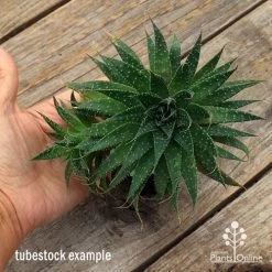 Aloe Aristata - Lace Aloe - Succulent -Eco Garden Shop apo aloe aristata supersize