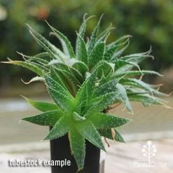 Aloe Aristata - Lace Aloe - Succulent